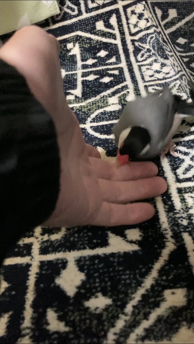 javasparrow2021's tweet image. 乗り物（手）は強度を確認してから乗るタイプなんでしょうか😂 youtube.com/shorts/Vt4kt6m… @YouTubeより