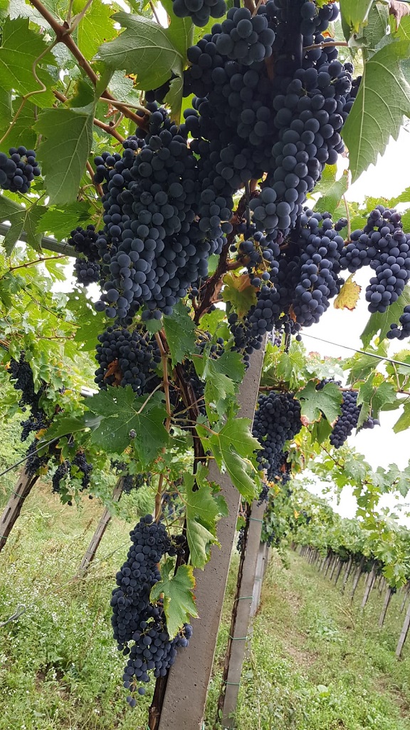 We have finished this year's grape harvest. We are satisfied and go to prepare our #wines.
Our organic Montepulciano d'Abruzzo wine pairs very well with a good pasta dish! Cheers! 🍇🍷
<a href="/Havenlust/">Scott</a> <a href="/Japan_kenpou/">Yuki Tanaka（田中 ゆき）</a> <a href="/gardbrukerne/">Bjørn 🇳🇴🇻🇪🏳️‍🌈🇺🇦</a> <a href="/kiwiandkoala/">WineWalkabout</a> <a href="/Royal_Time/">Royal Time</a> <a href="/myphillymedia/">my philly media</a> <a href="/lacsd/">🌸 Sophie 🌼</a>