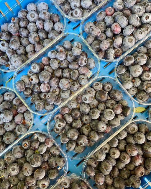 Freshly picked #Blueberries fresh from the field - I think we could sit and eat #fruit fresh from the bush all day!