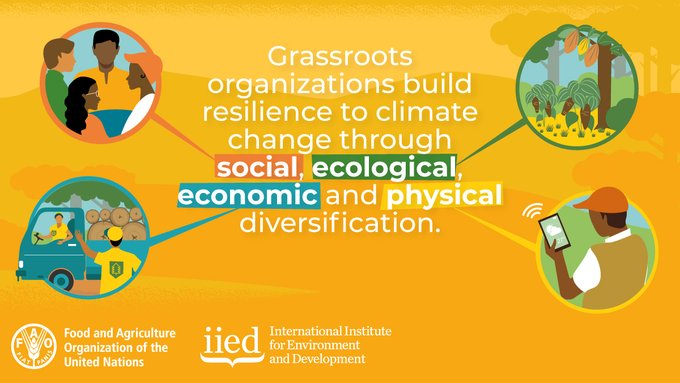 FAOForestry's tweet photo. Do you know the top 30 practical actions forest and farm producer organizations can take to help members become more #climateresilient? 

Find the answer in this @FAO @IIED infographic: https://t.co/vuS7gYGXbx

#ForestFarmFacility https://t.co/TaXkaQNx0U