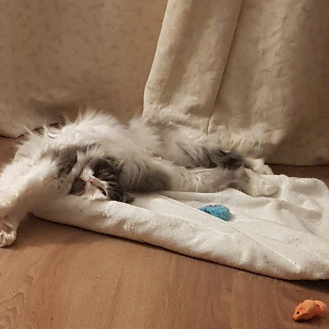 CornwallRspca's tweet photo. In the home update 🏡 
Possum has been in her home for almost 2 weeks now and has settled in beautifully. Her new family are completely besotted with her #success #successfulrehome #inthehome #inthemhomeupdate #adoption #adoptdontshop #rescueismyfavouritebreed https://t.co/EQlHlCWW6e