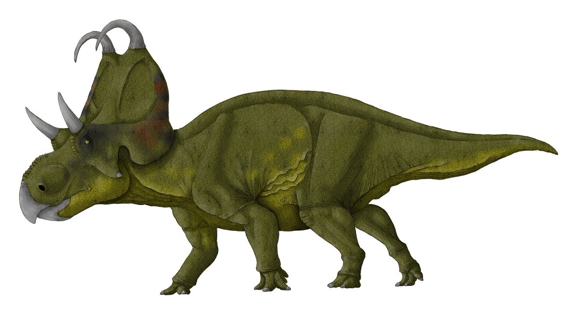 kta92751434's tweet photo. あいうえお順に角竜紹介
#ペンタケラトプス
#Pentaceratops
#マカイロケラトプス
#Machairoceratops
#メデューサケラトプス
#Medusaceratops
#メネフィーケラトプス
#Menefeeceratops https://t.co/AJBAjD0mv8
