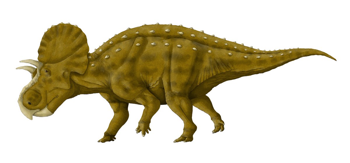 kta92751434's tweet photo. あいうえお順に角竜紹介
#ペンタケラトプス
#Pentaceratops
#マカイロケラトプス
#Machairoceratops
#メデューサケラトプス
#Medusaceratops
#メネフィーケラトプス
#Menefeeceratops https://t.co/AJBAjD0mv8