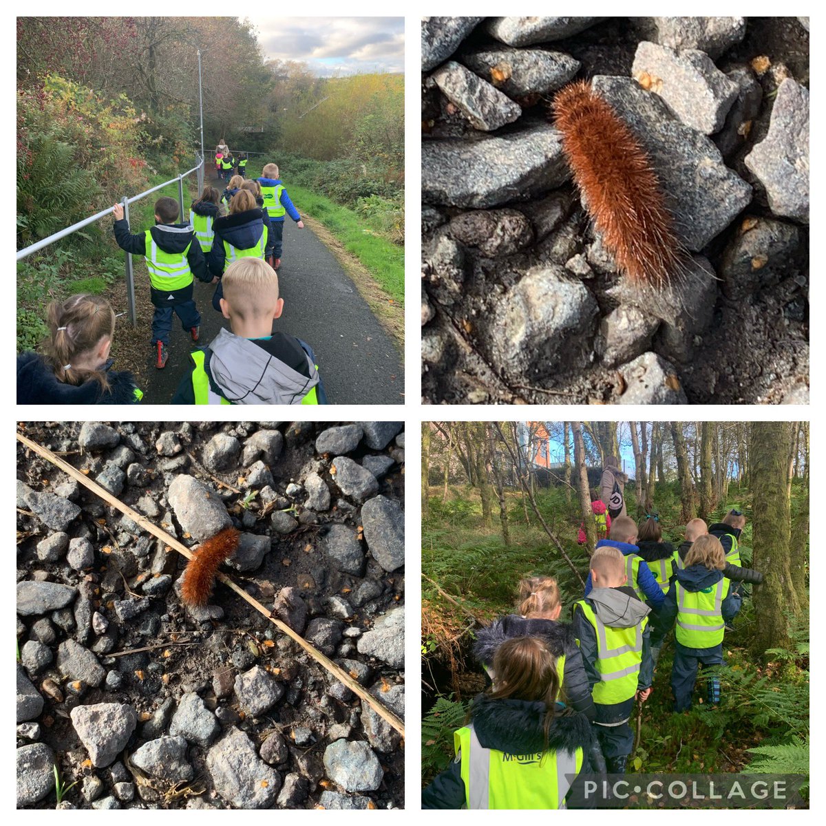 MissThomsonStJ1's tweet photo. We just love our Friday visits to the Rezzy @OfCoves we spotted a hairy caterpillar on our way 🐛 we also spotted some mushrooms and berries 🍄🫐 but we know that they are not safe to eat! @st_josephps #outdoorlearning #assessingrisk https://t.co/XFf7cNryZR