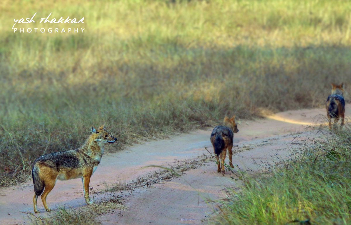 Pack on the move. 

Image © Yash Thakkar Photography LLP

#wild #wildlife #india #indian #jackal #animal #canon #jungle #junglediaries #wildlifephotographer #wildlifephotography #photooftheday #photography #nationalpark #safari #shotoftheday #travel #traveldairies #photographer