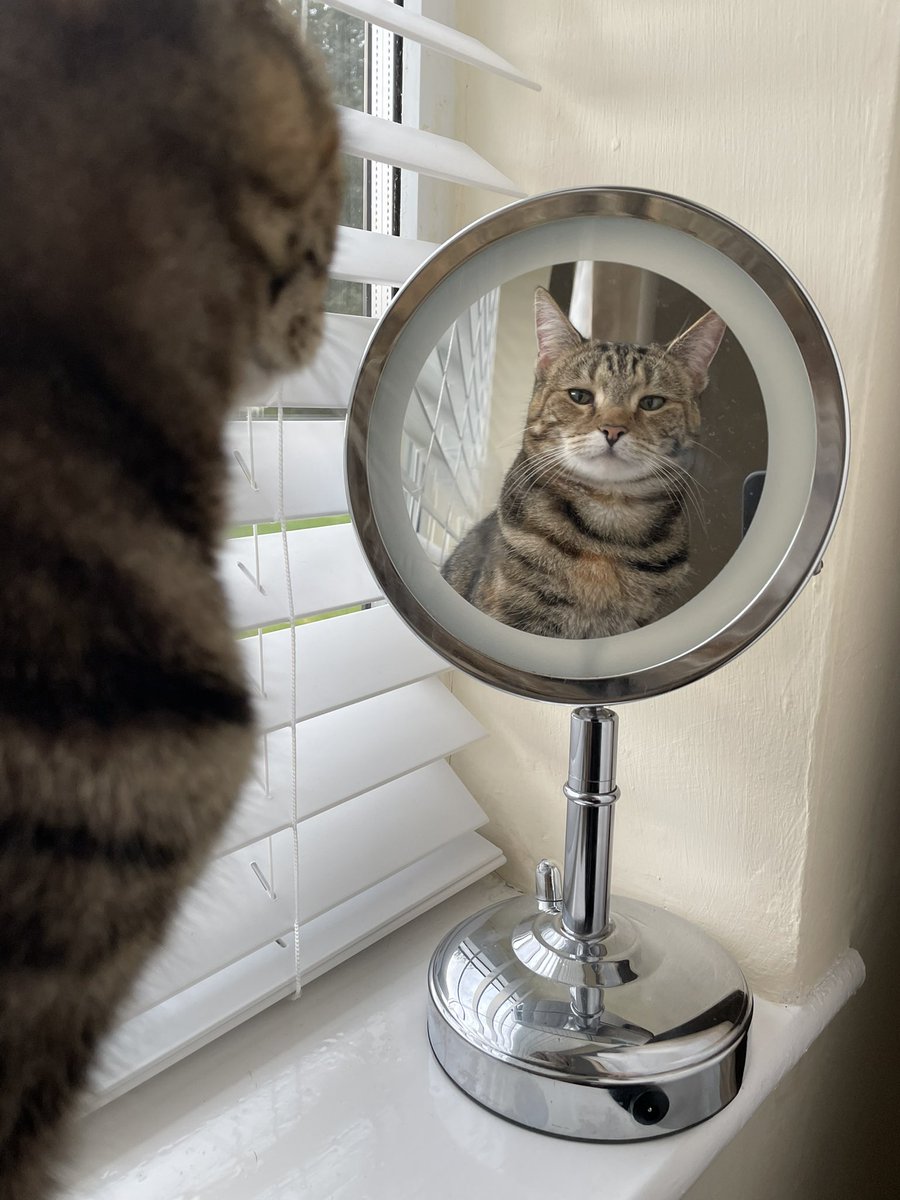ivythetabbycat's tweet image. OMC! My human was right, I DO look fabulous! #Caturday