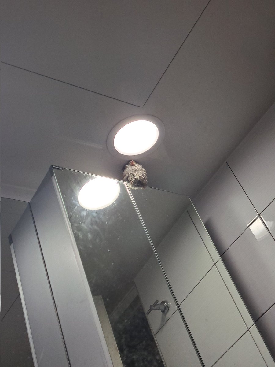 믿기 힘든 사실이지만 직박구리입니다