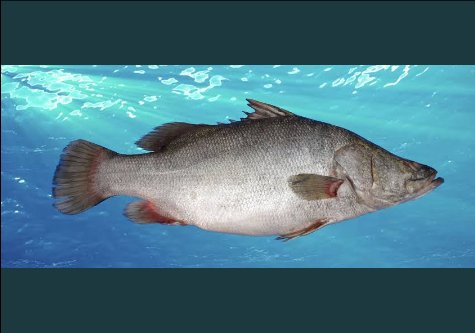 Virgomc5's tweet photo. Bobi wine in his Bibuzo song had line saying ( Emputa Kati twasigalira gilyako maliba na magumba) Indian investors called on parliament to ban  local sale and consumption Nile perch and reserve it for export only. https://t.co/98OrvJOWP8