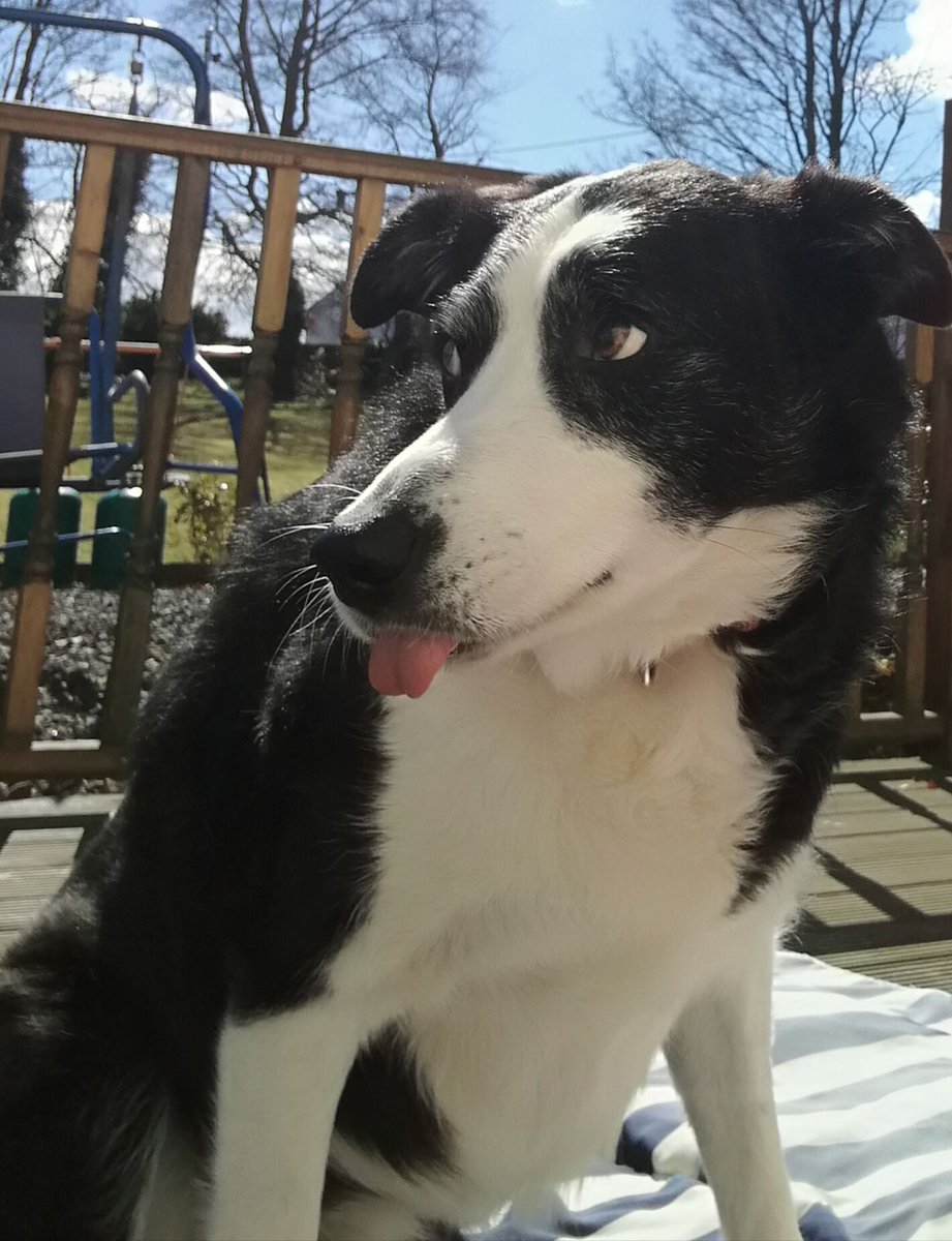Dondavdd's tweet photo. Collies for #ScottishIndependence7 🏴󠁧󠁢󠁳󠁣󠁴󠁿🏴󠁧󠁢󠁳󠁣󠁴󠁿🏴󠁧󠁢󠁳󠁣󠁴󠁿🏴󠁧󠁢󠁳󠁣󠁴󠁿🏴󠁧󠁢󠁳󠁣󠁴󠁿🏴󠁧󠁢󠁳󠁣󠁴󠁿🏴󠁧󠁢󠁳󠁣󠁴󠁿 https://t.co/6CnYMzosrI