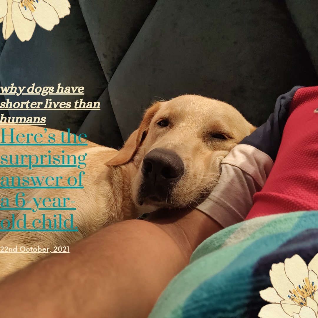 THEBARKCLUB10's tweet photo. Why do dog's have a shorter life span compared to humans? 

A beautiful answer by a 6 year old.

Read the story of Belker!!

#1vs♾️ 
#NoMore50 
#adoptdontshop 

@TheJohnAbraham @peta @PetaIndia https://t.co/nwKwb3H1M8