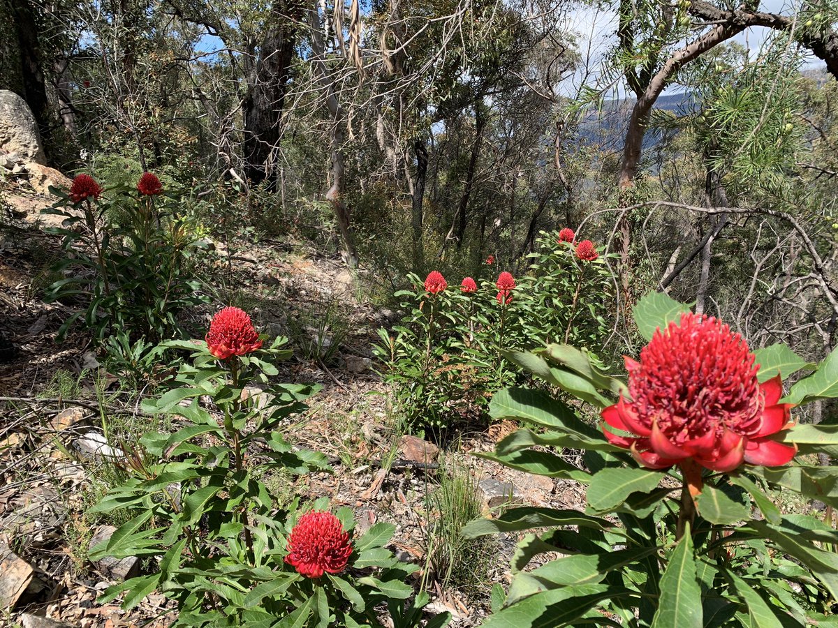 My first wild Waratahs! Absolutely stunning