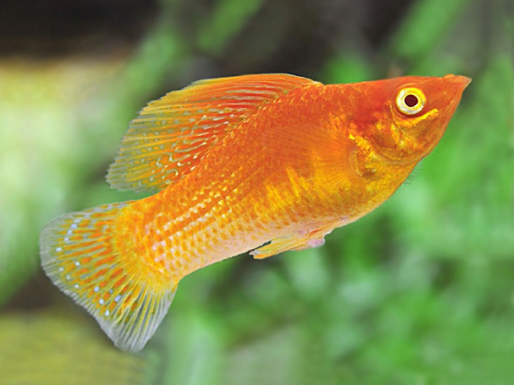 Save Dying Molly Fish
