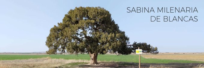 guallar_rodrigo's tweet photo. Esta es la candidata a Árbol Europeo 2022.
SABINA MILENARIA DE BLANCAS TERUEL
SE PUEDE VOTAR EN ESTE ENLACE
https://t.co/7VpRHreicO https://t.co/37xXlhuSAK