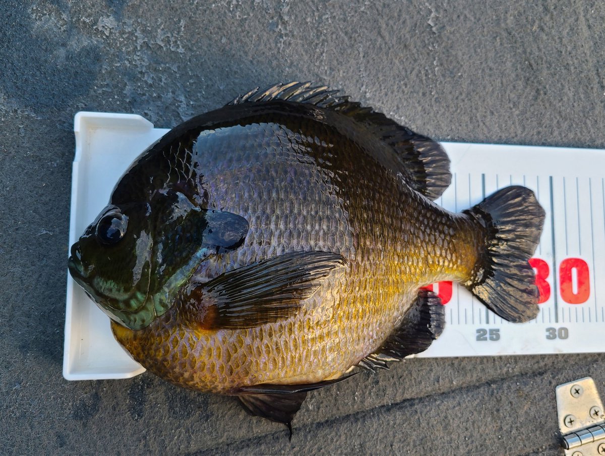 藤田京弥　スペシャル　セット 藤田 京弥 - TALEX FISHING