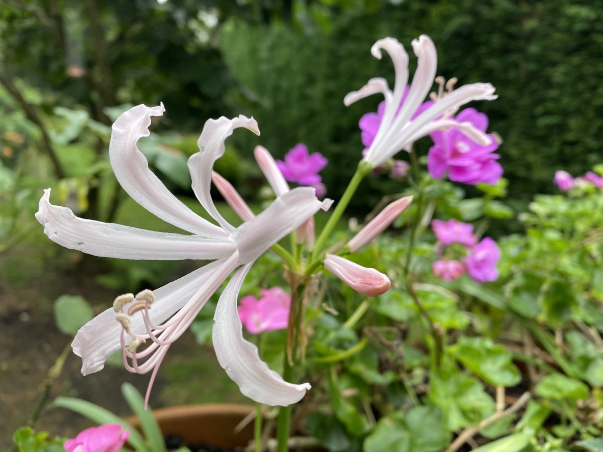 wispygardener's tweet photo. Nerine https://t.co/WbYsi2Rluq