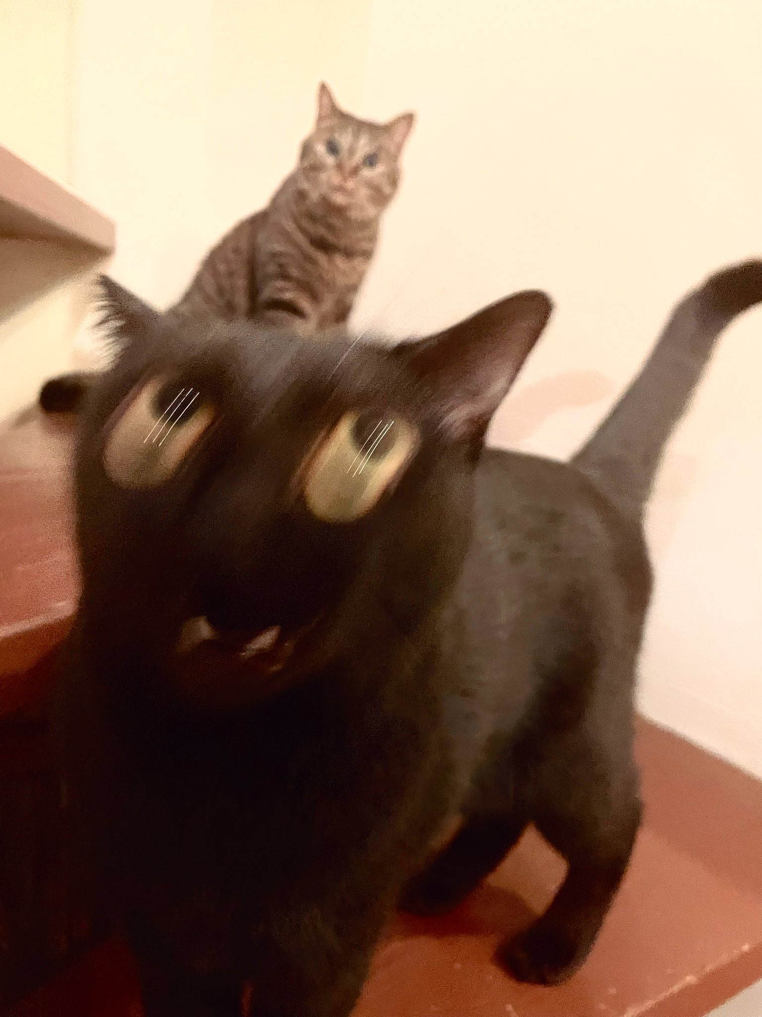 ロニー ハロウィン先取り 妖怪アビメシヤ 猫 黒猫 キジトラ 保護猫 ハロウィン 猫写真 猫好きさんと繋がりたい 猫のいる暮らし Catlovers Cat T Co Kkkmdzn75z Twitter