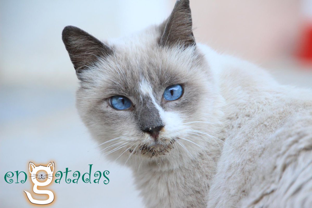 enGatadas_AB's tweet photo. Soy Richard, un gato de la calle de @CerChinchilla #Albacete 
Si amas los gatos y tienes un hogar SIN gatos por ser yo + a leucemia felina, hazme un hueco.
Puedo llevar una vida de calidad lejos del frío y regalarte a diario mi ternura y el azul de mi mirada
☎️ 652 348 481 Inma https://t.co/jEWjaiwnOe
