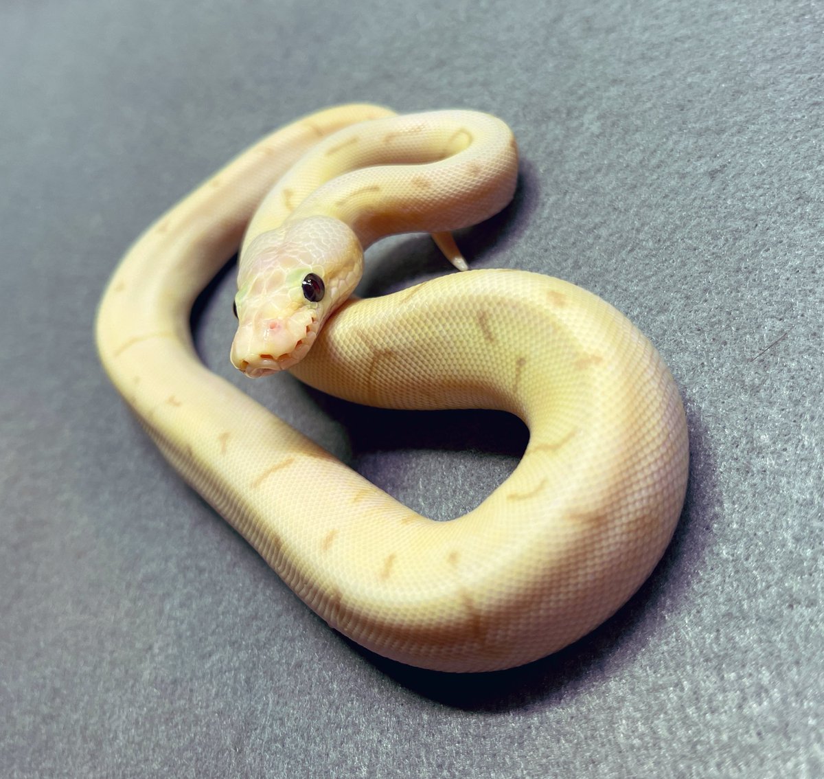 爬虫類shop デンドロパーク 静岡店 Dendro Shizuoka Twitter