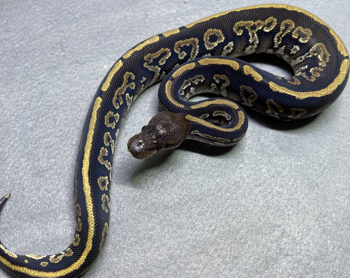 爬虫類shop デンドロパーク 静岡店 Dendro Shizuoka Twitter