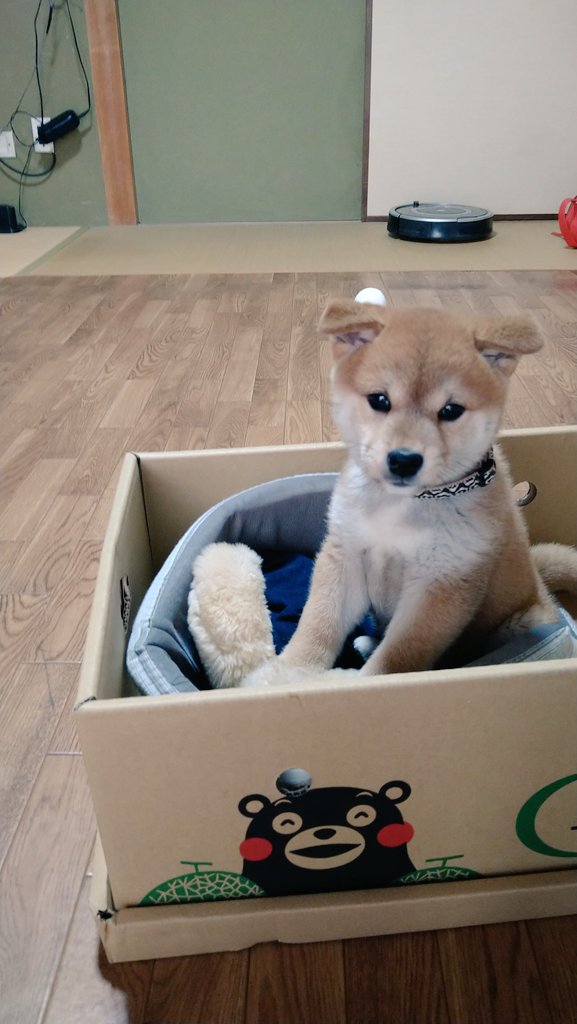 ダンボール犬 Twitter Search Twitter