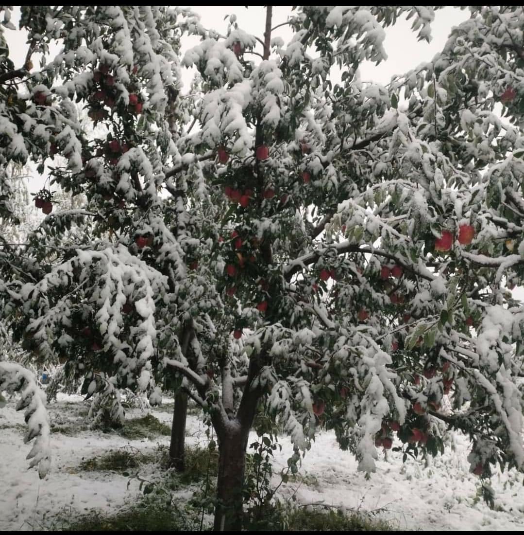 majidrashid554's tweet photo. We have seen much more snow in the past and we had not lost our faith and sabr, we are still strong and will show our bravery and faith in the Almighty Allah. https://t.co/vtBe37N76i