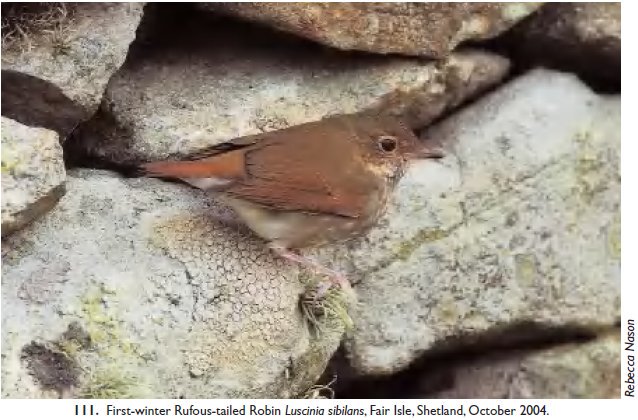 First-winter Rufous-tailed Robin, Fair Isle, Shetland, October 2004.. Rebecca Nason