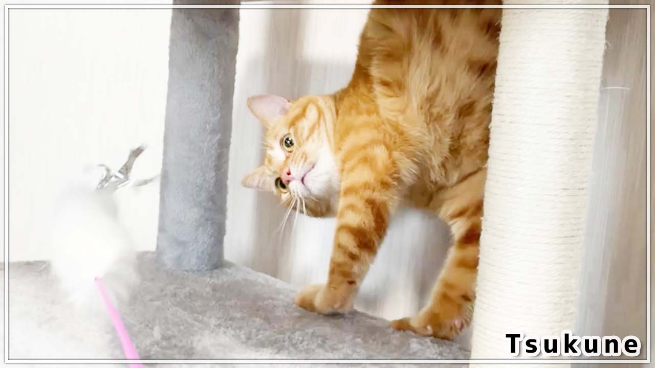 Follow 茶トラ猫つくね S Cat Tsukune Latest Tweets Twitter