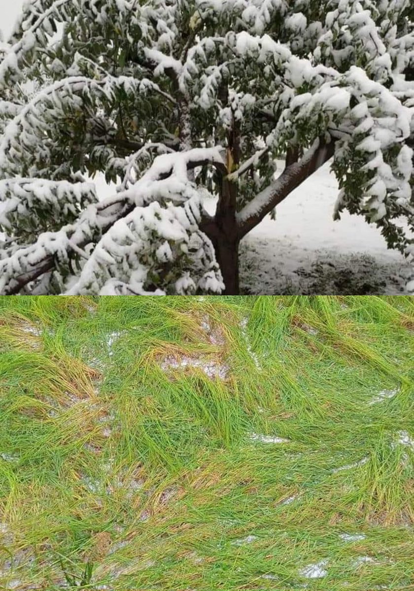 GAMIR_INC's tweet photo. My sympathies to the farmers of #JammuAndKashmir especially South Kashmir. The #Snow & #hailstorm started in the afternoon causing huge loss to orchards and damaging standing crops, vegetables and paddy. (1/2) https://t.co/KIZMck0YzJ