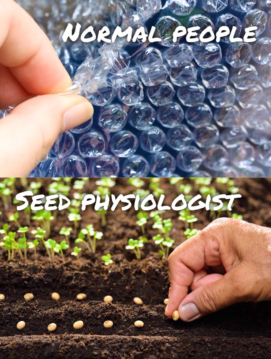 SeedSciSoc's tweet photo. #germinationtest #forever https://t.co/qqZB9Bkhj0