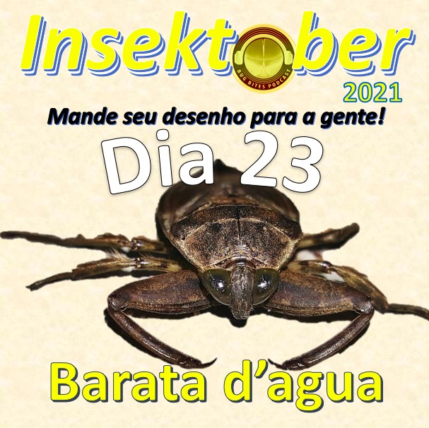 BugBitesPodcast's tweet photo. "Olha os bíceps desse ser!" você deve estar pensando. Essa daí é a barata d'agua, grande caçadora do mundo aquático (sim, os "braços fortes" são muito úteis para caçar embaixo da água!). De barata não tem nada: na verdade são parentes próximos dos percevejos. Não são venenosas! https://t.co/1zL2oG0n7d