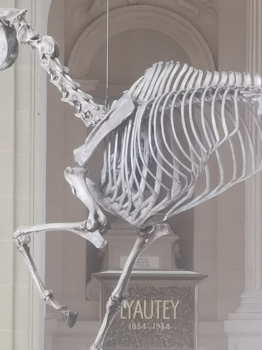 PhilippeMeaille's tweet photo. Napoléon Encore ! à l'hôtel des Invalides.

#PascalConvert #MementoMarengo https://t.co/rzgdDReJUW