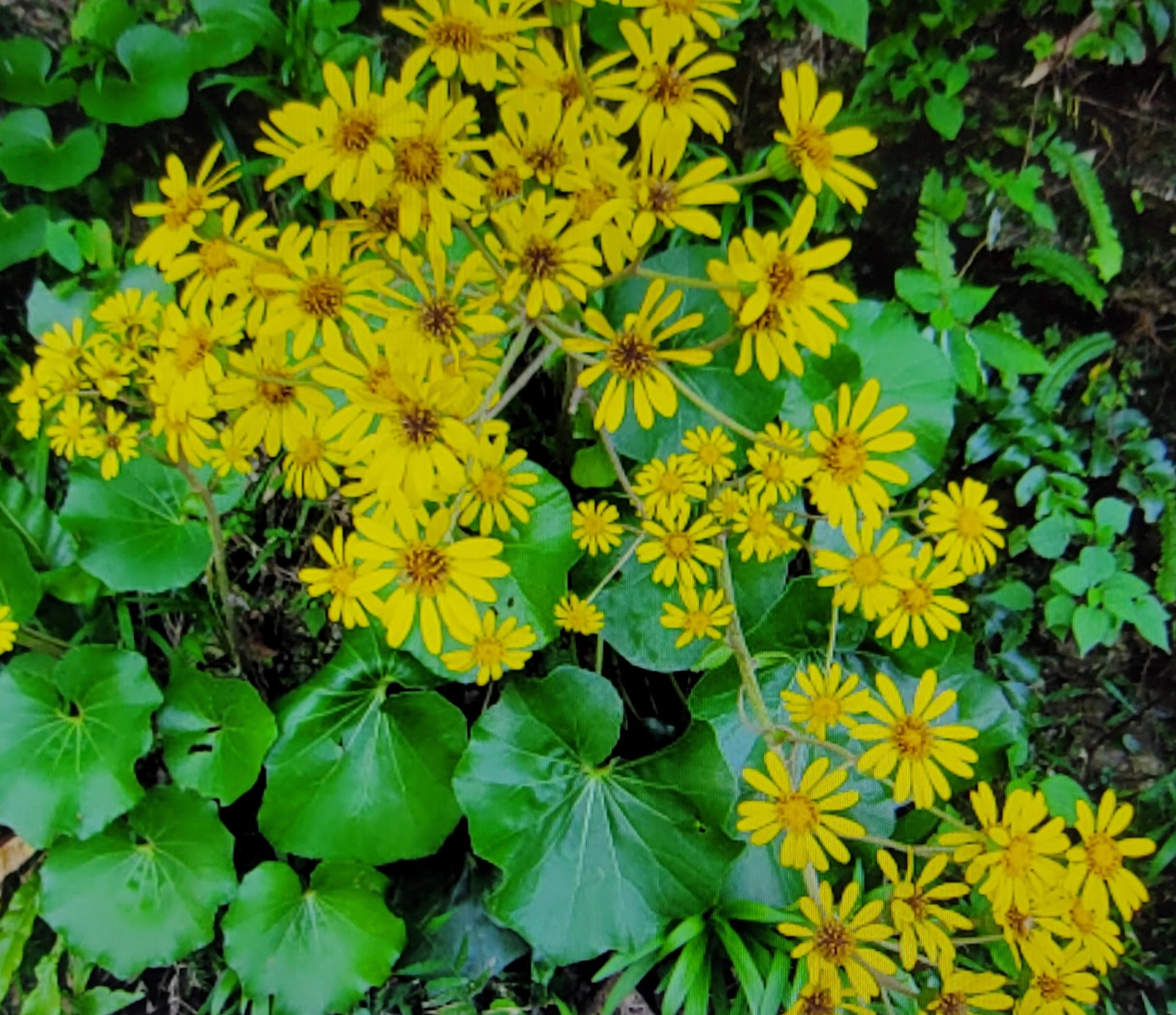 愛よ甦れ Twitter Search Twitter