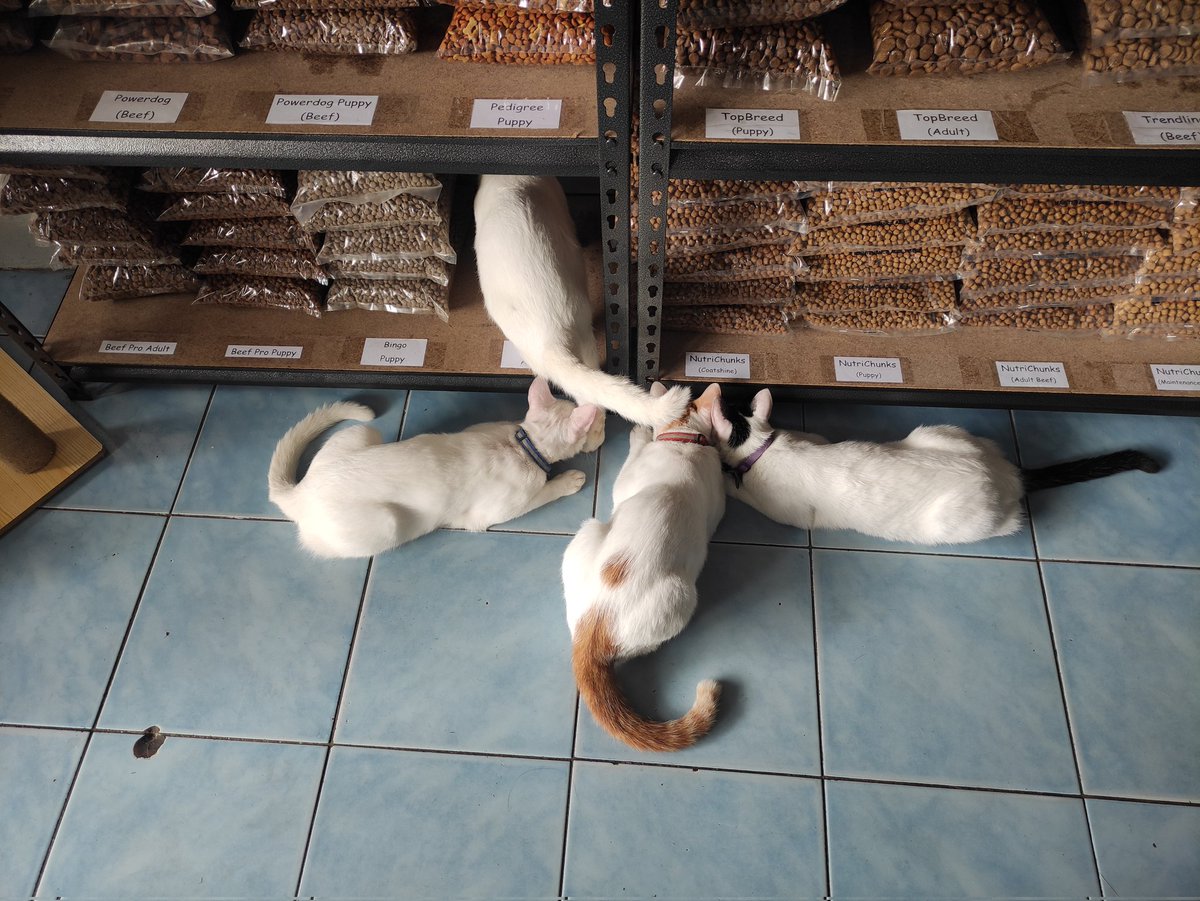FiveRescues's tweet photo. @chandisimeon Sama kami, Meowmy https://t.co/LVIvru1DuI