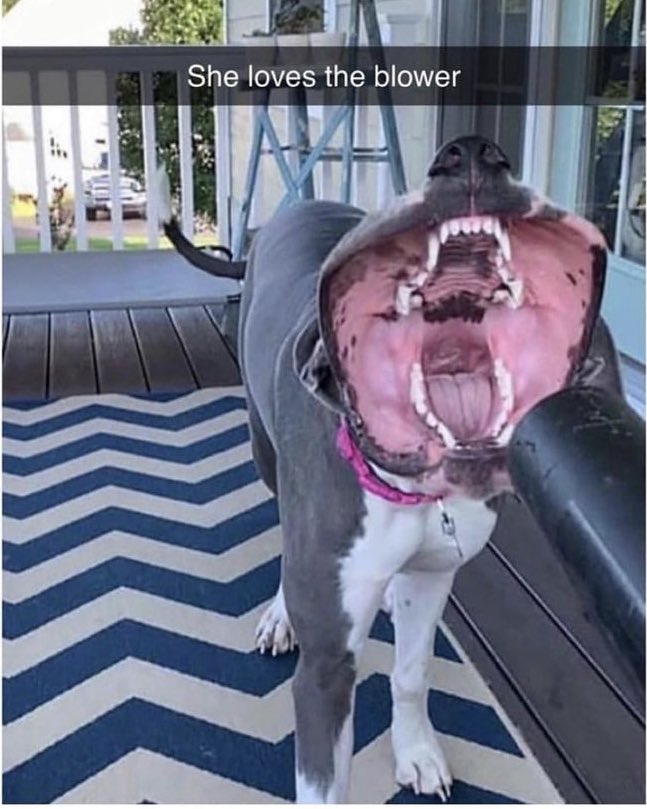 WholesomeMemes (@wholesomememe) on Twitter photo 