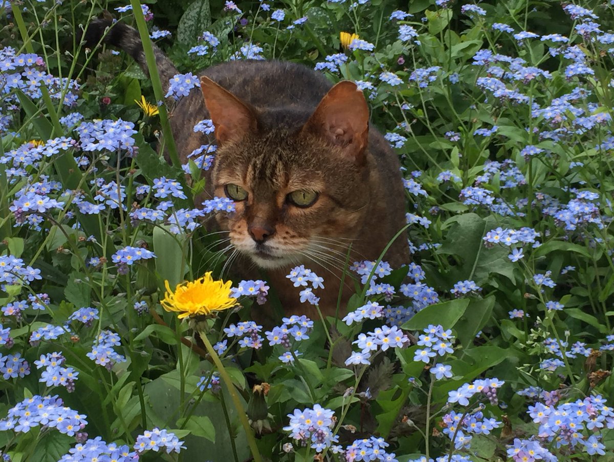 sukibengal's tweet photo. My beautiful angel Suki passed away this morning. She went to sleep peacefully in my arms and purred all the way to the end. She will always be my baby and my best friend and I will miss her always.

Suki Duki Thompson 
❤️ 2003-2021 ❤️ https://t.co/0D71ofU4g5