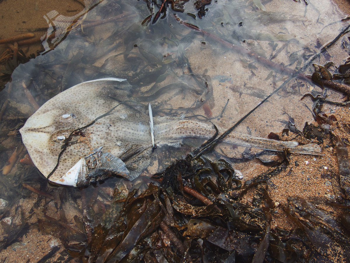 kmurquizoR's tweet photo. Dissertation fieldwork continued at Hope Cove with the last of the summery weather. No kelp was collected but somewhat improved vis, a friendly seal and an unusual strandline find made the day worth it. https://t.co/2dhx37f55x