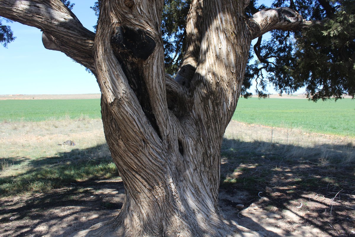 guallar_rodrigo's tweet photo. SOLO CON EL APOYO DE BLANCAS O DE TERUEL NO PODEMOS COMPETIR CON EL ARBOL DE SANTIAGO DE COMPOSTELA.
En este caso:             TERUEL EXISTE
                         BLANCAS RESISTE
                                 Y ARAGON APOYA
Vota a la Sabina Milenaria de Blancas https://t.co/9Wl1I7IKEm