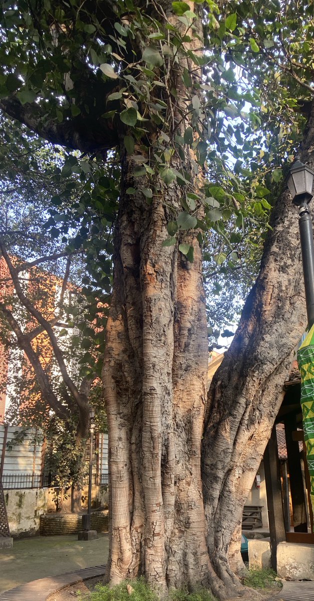TaraMahakaal's tweet photo. Old peepal trees from New Delhi.
ā¦@keeper_of_booksā© ā¦@mathilebrandtsā© ā¦@LiciousCoffeeā© ā¦@Sunstormedā© #trees #savetrees #treetwitter #treefriends #treecommunity #nature #saveoldtrees #hugatree #sacredfig https://t.co/BPVY8B3NLb