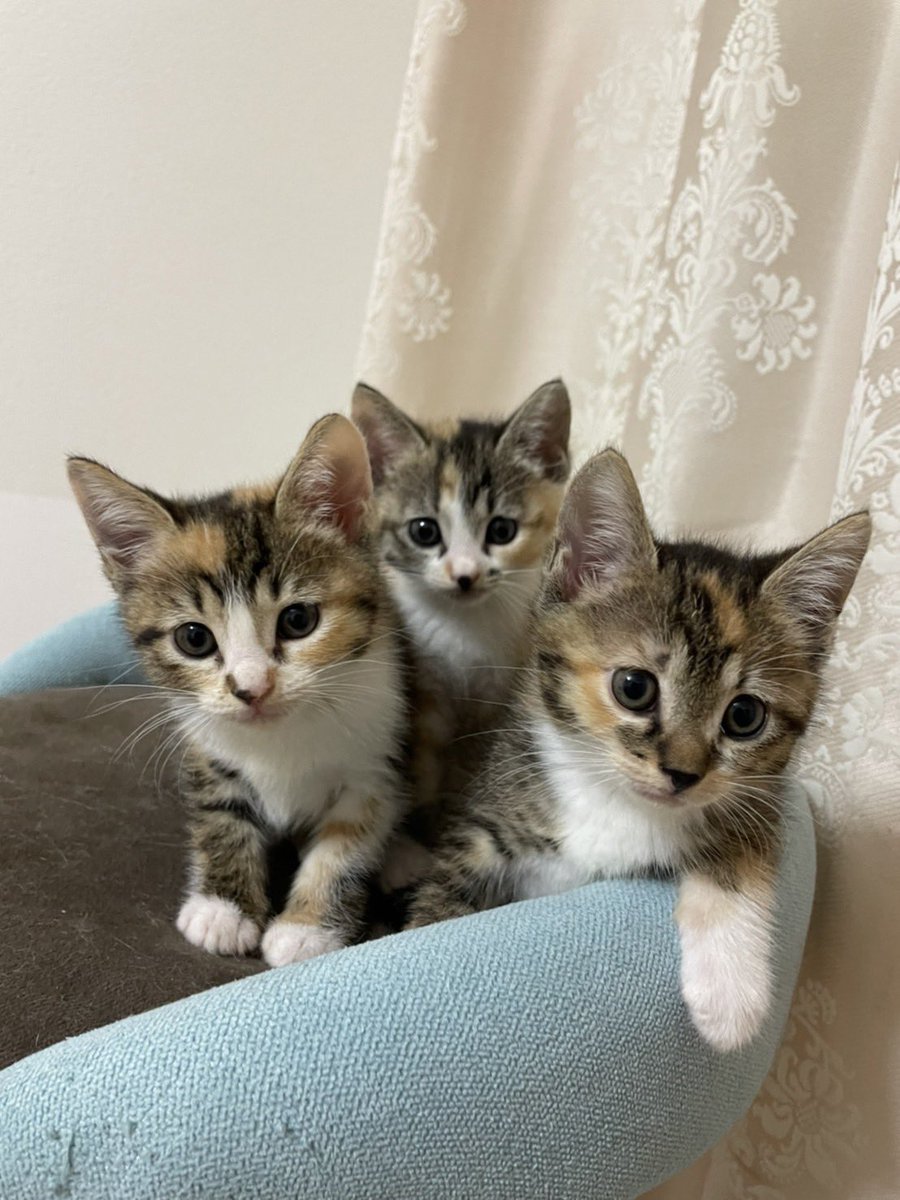 BanteZinsei's tweet photo. あんこ、だいず、志村。
無事に素敵な里親様の元へ旅立ちました。

今まで皆様のアドバイス、声援、��ましのお言葉があったからこそできた事だと思います。

本当にありがとうございました🙇🏼‍♂️

そして、素晴らしい経験をさせてくれたこの子達に。

ありがとう。 https://t.co/GP3G7BV676