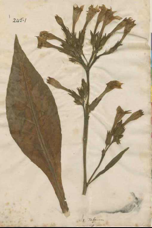 talloaksfrom's tweet photo. Ab image of Carl Linnaeus appropriately here on a cigar band. He named the plant from which tobacco is commercially produced: Nicotiana tabacum, his herbarium specimen of the plant, one of over 14,000, is held @LinneanSociety #LinneanAtBH @BurlingtonHub #Linnaean https://t.co/xmlv2Fp5ML
