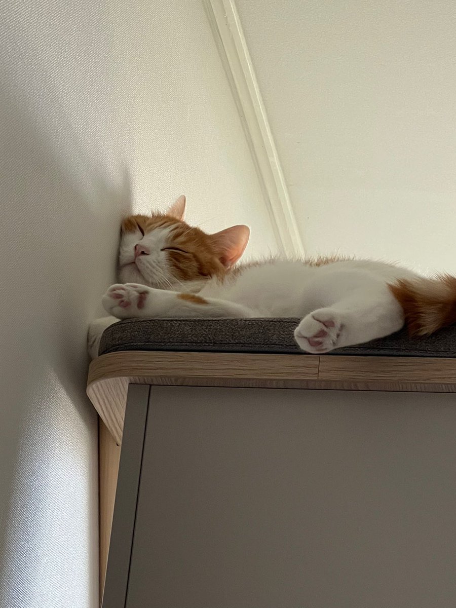 남집사의 궁금증: 고양이는 원래 다들 이렇게 기대는 걸 좋아하나? 아님 우리집고양이만 이런가🤔