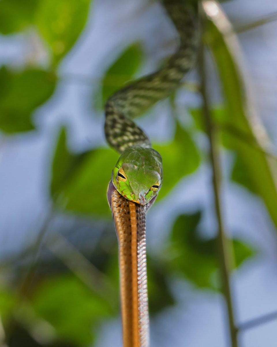 absalianfilms's tweet photo. Green vine snake feeding on a keelback.
Check out the link for story behind this image.
https://t.co/0mG1zHnJt8

@NatGeoIndia
@NatGeoMag
@BBC
#natgeo #wildlife #bbc #naturalhistorymoment #planetearth
#karntaka #rainforest https://t.co/hDQLvpZ2il