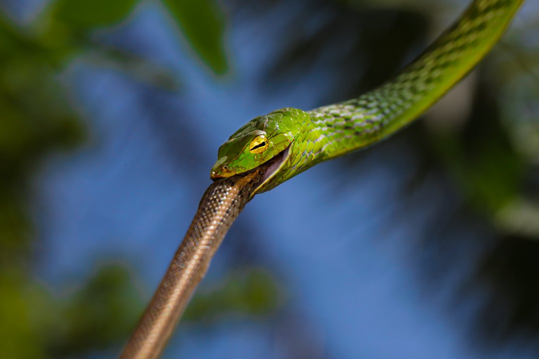 absalianfilms's tweet photo. Green vine snake feeding on a keelback.
Check out the link for story behind this image.
https://t.co/0mG1zHnJt8

@NatGeoIndia
@NatGeoMag
@BBC
#natgeo #wildlife #bbc #naturalhistorymoment #planetearth
#karntaka #rainforest https://t.co/hDQLvpZ2il