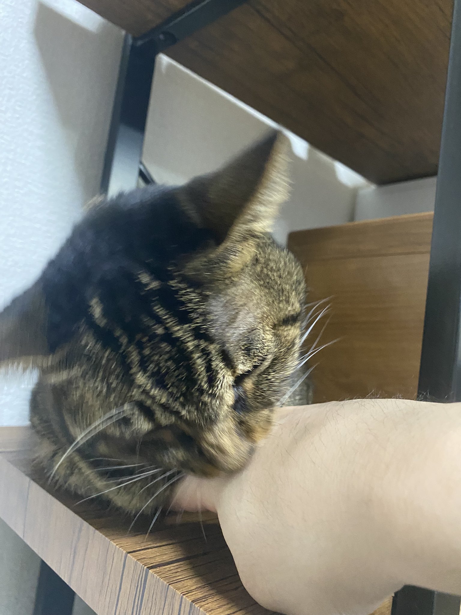 てん動画 Yukichi Ch Twitter