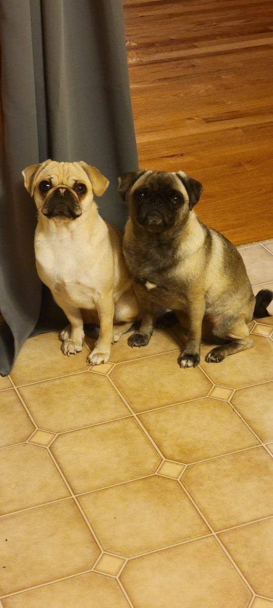 _Raven_Dolly's tweet photo. Is that mmmm....sausage we smell!? 
#SaturdayMotivation 
#food 
#puglife https://t.co/kuJS7S0U83