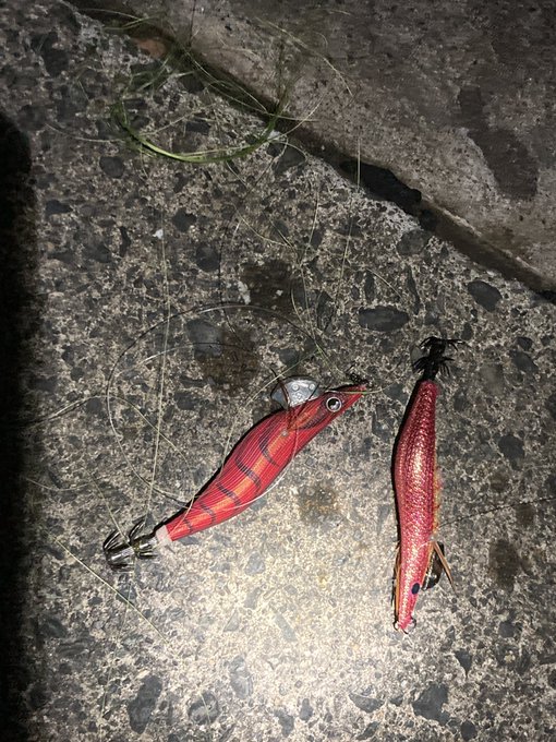 エギでエギ が釣れた… 