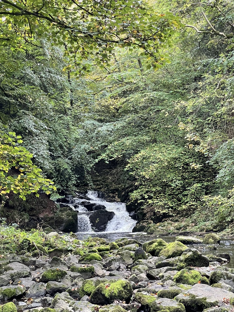 Saturday respite #NorthernIreland #nature #autumn #puppy