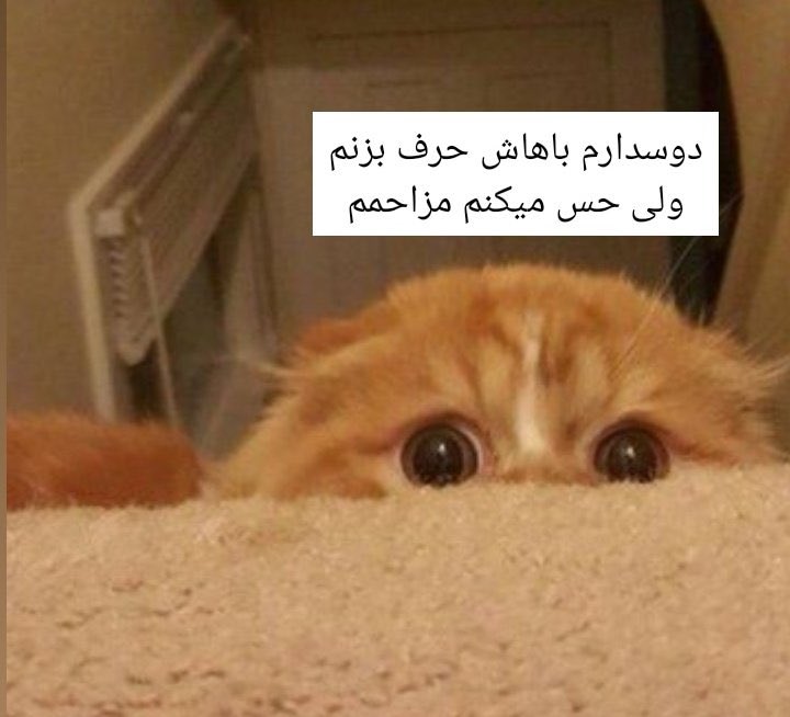 poemsofspring's tweet photo. هر بار که میخوام بهش پیام بدم : https://t.co/3X0AoUiyGP