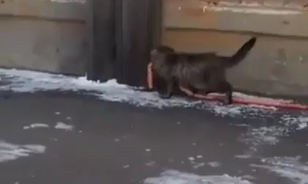 Oslik__Ia's tweet photo. Одной угостили,а остальные просто зацепились...🤗😸 https://t.co/Uoiz1xFZh4
