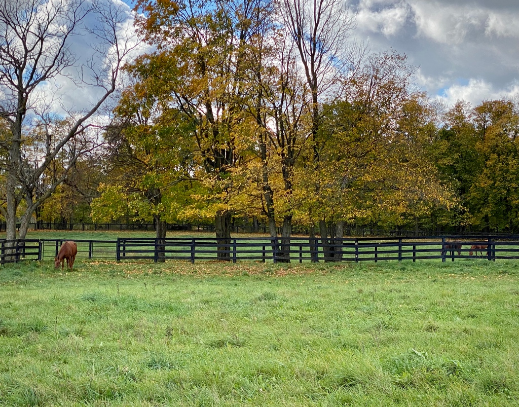 LongRunTB's tweet photo. More Fall scenes from the farm, landscape is stunning ๐คฉ
#Fall #falllandscapes #farmlife #ottbs #longrun_tb https://t.co/mNQAAF5JuZ